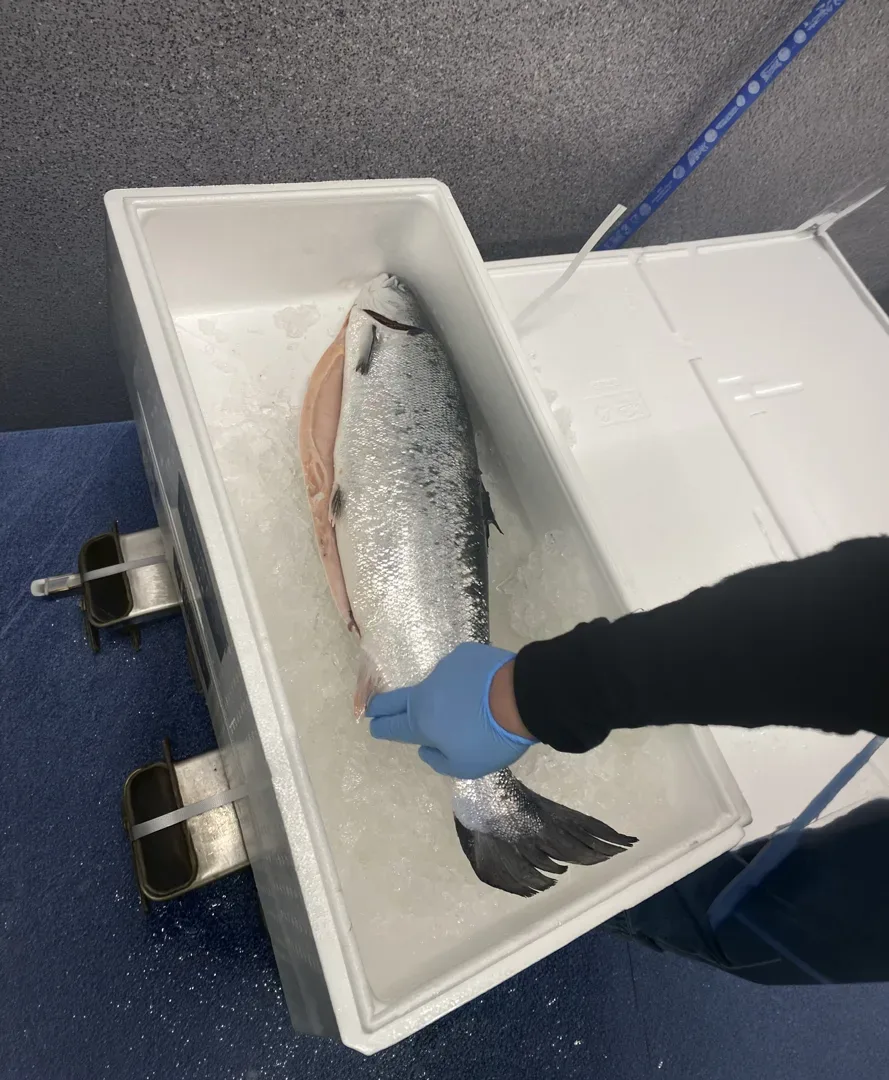 A whole Atlantic salmon laid on ice in its shipping box