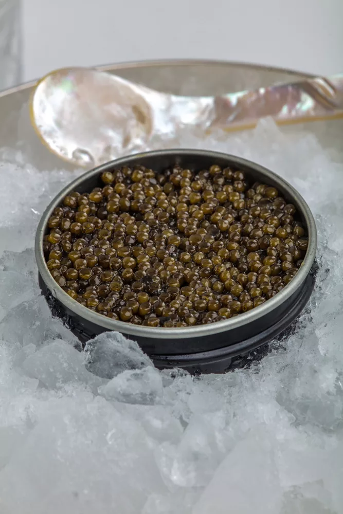 Open tin of farmed sturgeon caviar on crushed ice with a mother-of-pearl spoon