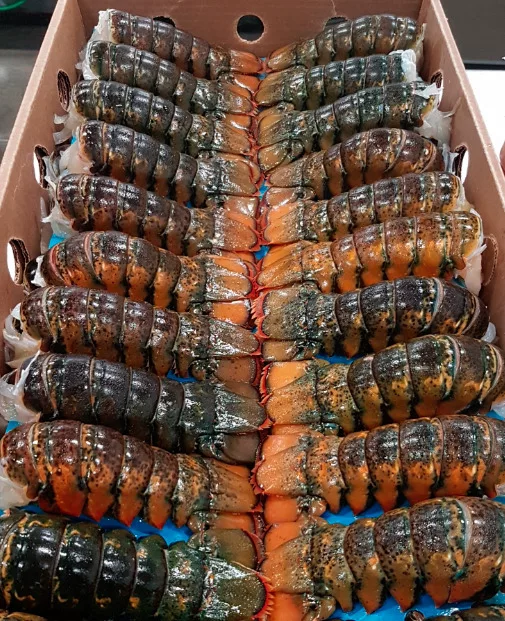 Colas de langosta crudas en una caja a su llegada