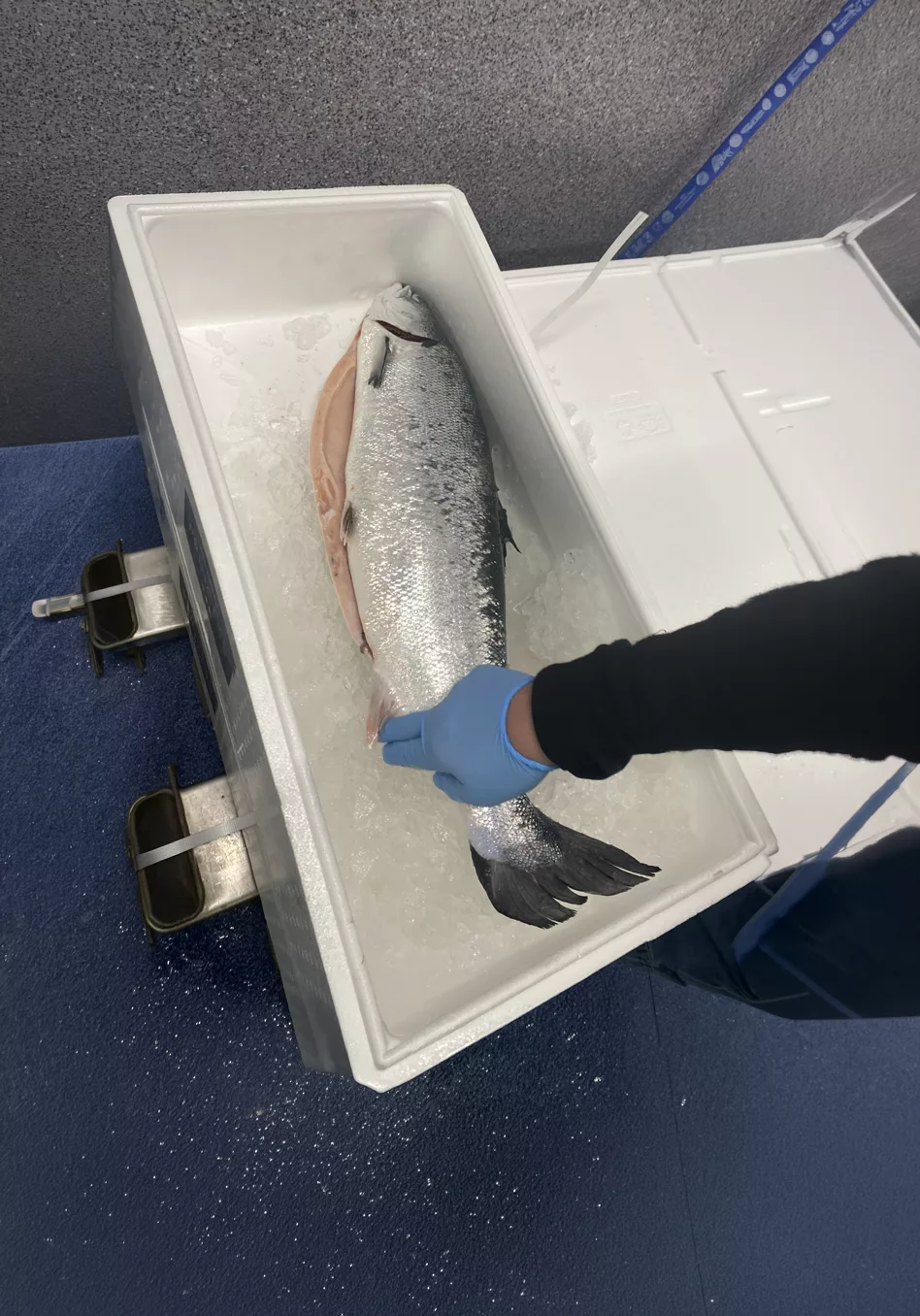 Whole Norwegian Atlantic salmon being packed on ice for shipment