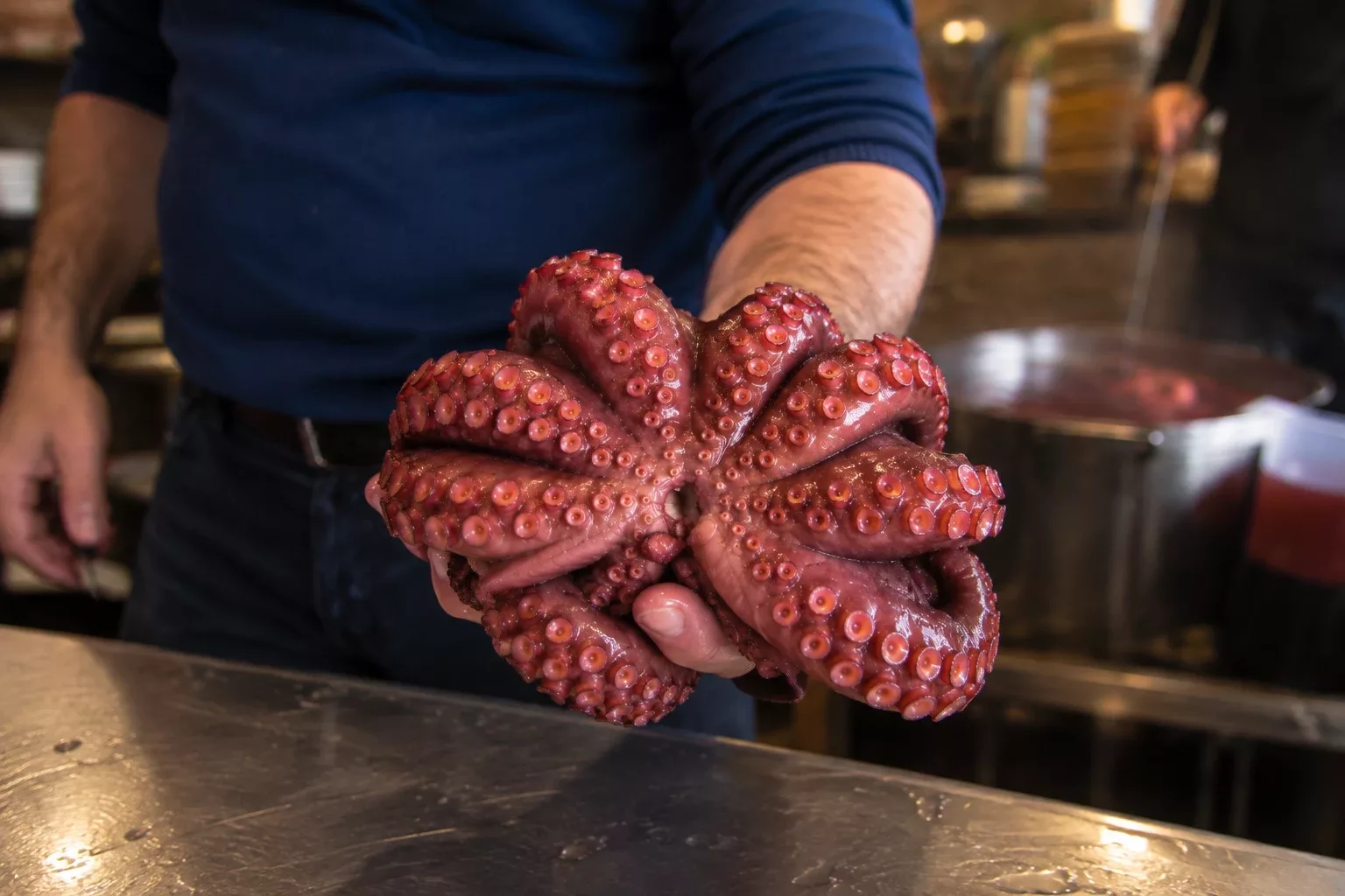 Cooked whole octopus held over a kitchen counter