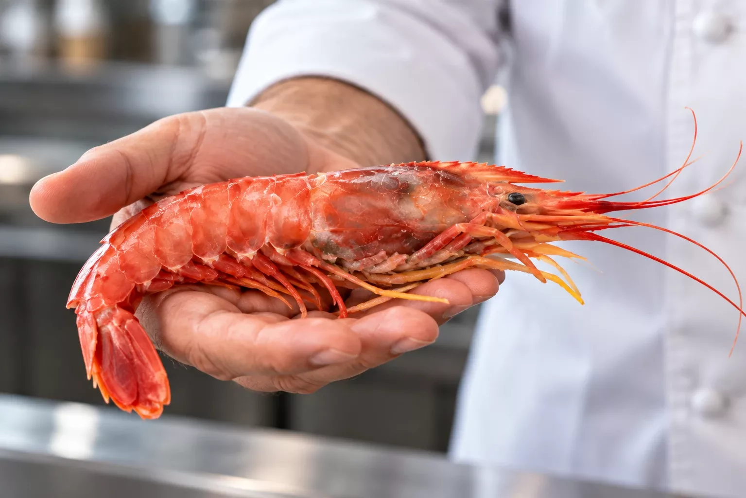 Whole wild Argentine red shrimp held in a chef's hand