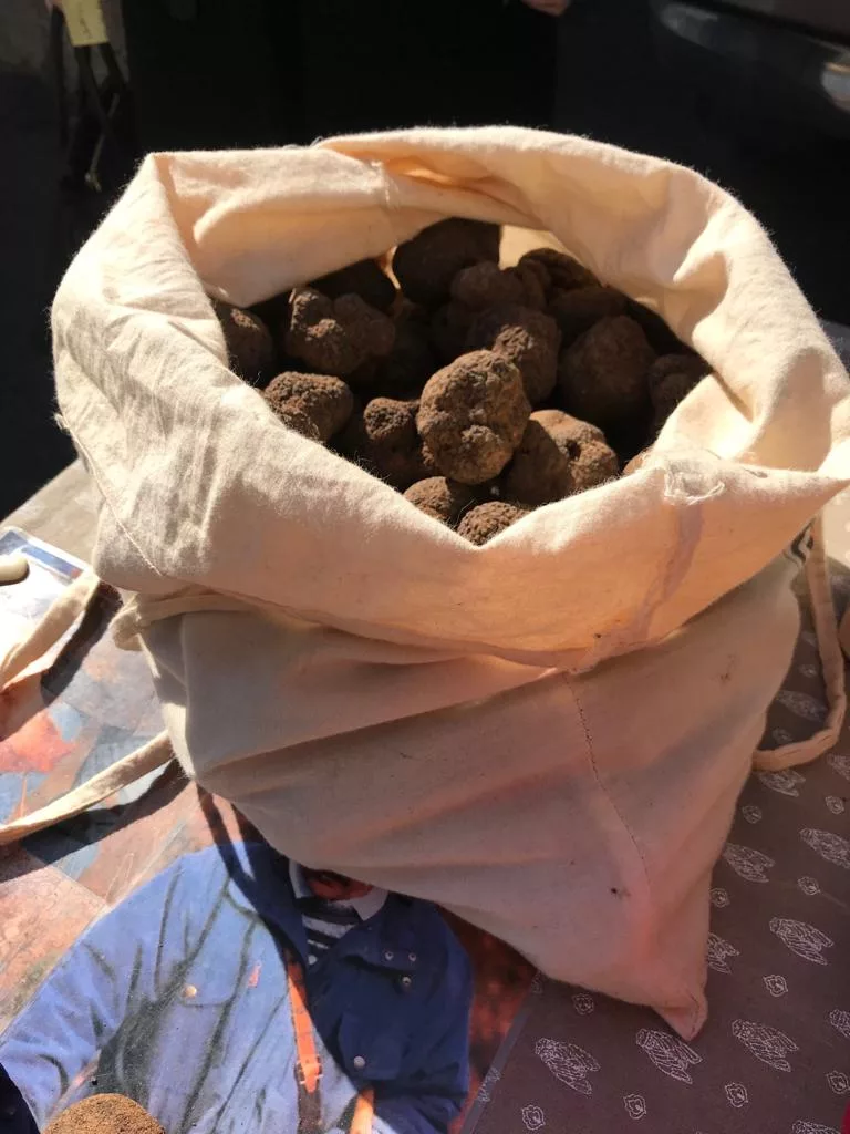 Fresh black truffles in a linen harvest sack